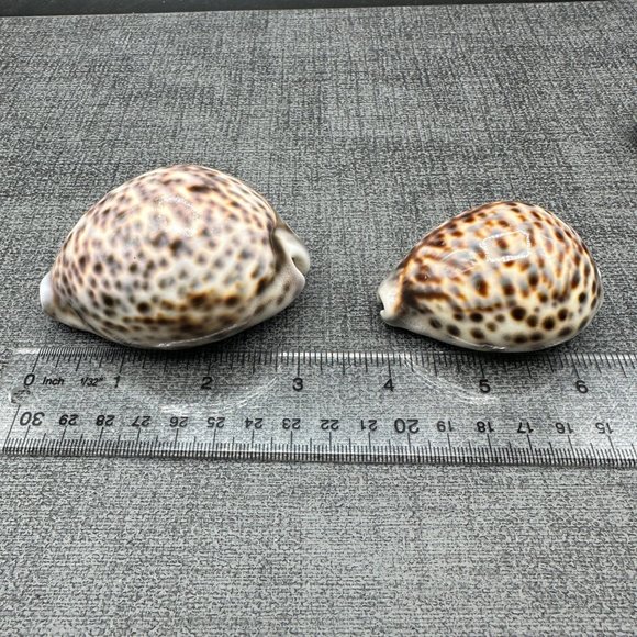4 Leopard Tiger Cowrie Shell 3" to 2.25" Craft Beach Decor Nautical Dorsal Line - Picture 4 of 9